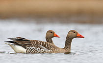 Two Greylag Goose (Anser anser) on water. Liminka, Finland, May.