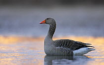 Greylag Goose (Anser anser) standing in shallow water. Liminka, Finland, May.