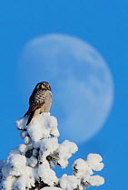 Hawk Owl (Surnia ulula) perched on snowy tree in front of the moon. Kuusamo, Finland, February.