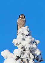Hawk Owl (Surnia ulula) perched on top of a snow-covered tree. Kuusamo, Finland, February.