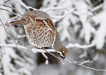 Hazel Grouse (Tetrastes bonasia) perched on a thin twig, possibly looking for buds to eat. Kuusamo, Finland, February.