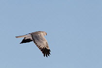 Hen Harrier (Circus cyaneus) in flight. Uto, Finland, March.