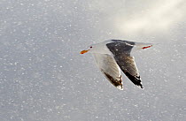 Herring Gull (Larus argentatus) flying in snow Norway, March.