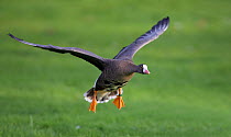 Lesser White-fronted Goose (Anser erythropus) coming in to land on grass. Helsinki, Finland, October.