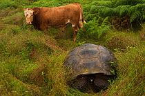 Galapagos Giant Tortoise (Chelonoidis nigra porteri) and cattle, Highlands, Santa Cruz Island, Galapagos, September