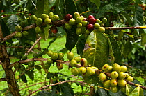 Galapagos coffee (Coffea sp) grown under the shade of the endemic (Scalesia pedunculata) trees, for export, Highlands of Santa Cruz Island, Galapagos