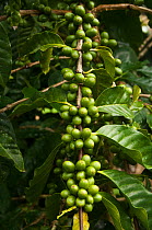 Galapagos coffee (Coffea sp) grown under the shade of the endemic (Scalesia pedunculata) trees, for export, Highlands of Santa Cruz Island, Galapagos