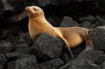 Galapagos sealion (Zalophus wollebaeki) resting on rocks, Floreana Island, Galapagos