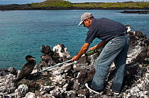 Research worker examines Flightless Cormorant (Phalacrocorax / Nannopterum harrisi) on nest, in order to read its tag, endemic. Isabela Island, Galapagos, September 2008