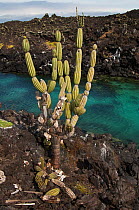 Candelabra cactus (Jasminocerus thouarsii) growing on volcanic lava, Isabela Island, Galapagos