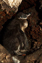 Galapagos penguin (Spheniscus mendiculus) chick  resting within a lava tube, Mariela Islet, Isabela Island, Galapagos, endemic.