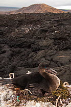 Flightless Cormorant (Phalacrocorax / Nannopterum harrisi) on nest, endemic. Isabela Island, Galapagos, September, Endangered