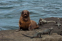Galapagos Fur seal (Arctocephalus galapagoensis) pup on rocks with Marine iguanas, Cabo Douglas, Fernandina Island, Galapagos, endemic.