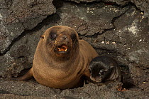 Galapagos Fur seal (Arctocephalus galapagoensis) and pup on rocks, pup was born 30 minutes earlier, Cabo Douglas, Fernandina Island, Galapagos, endemic.