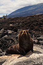 Galapagos Fur seal (Arctocephalus galapagoensis)  on rocks in habitat, Cabo Douglas, Fernandina Island, Galapagos, endemic.