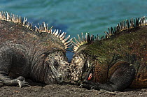 Marine iguanas (Amblyrhynchus cristatus) two males fighting, Cabo Douglas, Fernandina Island, Galapagos, endemic