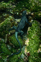 Marine iguana (Amblyrhynchus cristatus) feeding on algae underwater, Cabo Douglas, Fernandina Island, Galapagos, endemic