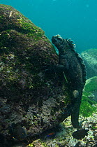 Marine iguana (Amblyrhynchus cristatus) feeding on algae on rocks underwater, Cabo Douglas, Fernandina Island, Galapagos, endemic