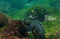 Marine iguana (Amblyrhynchus cristatus) feeding on algae on rocks underwater, Cabo Douglas, Fernandina Island, Galapagos, endemic