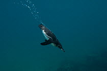 Galapagos penguin (Spheniscus mendiculus) diving underwater, Bartolome Island, Galapagos, endemic.
