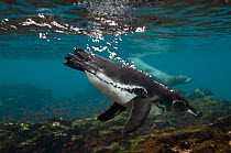 Galapagos penguin (Spheniscus mendiculus) diving underwater, Bartolome Island, Galapagos, endemic