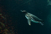 Galapagos penguin (Spheniscus mendiculus) diving underwater, Bartolome Island, Galapagos, endemic