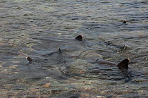 White-tipped reef sharks (Triaenodon obesus)courtship behaviour in shallow water off Wolf Island, Galapagos Islands, September