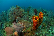 Yellow tube sponge (Aplysina fistularis) on coral reef, Coral Reef Island, Belize Barrier Reef, Belize