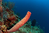 Stove-pipe Sponge (Aplysina archeri) on coral reef, Coral Reef Island, Belize Barrier Reef, Belize
