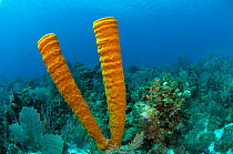 Yellow tube sponge (Aplysina fistularis) on coral reef, Coral Reef Island, Belize Barrier Reef, Belize