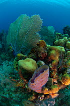 Azure vase sponge (Callyspongia plicifera) on coral reef, Coral Reef Island, Belize Barrier Reef, Belize