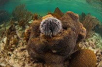 West Indian sea egg urchin (Tripneustes ventricosus) Coral Reef Island, Belize Barrier Reef, Belize