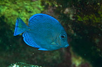 Blue tang (Acanthurus coeruleus) Coral Reef Island, Belize Barrier Reef, Belize