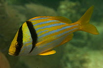 Porkfish (Anisotremus virginicus) Coral Reef Island, Belize Barrier Reef, Belize