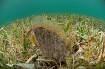 Amber penshell (Pinna carnea) amongst sea grass, Coral Reef Island, Belize Barrier Reef, Belize
