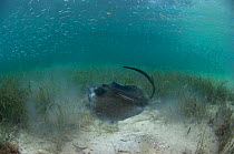 Southern stingray (Dasyatis americana) feeding amongst sea grass, Coral Reef Island, Belize Barrier Reef, Belize