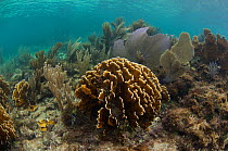 Blade Fire Coral (Millepora complanata) Coral Reef Island, Belize Barrier Reef, Belize