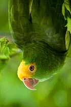 Yellow-headed Amazon Parrot (Amazona oratrix) captive, Belize