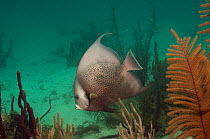 Gray angelfish (Pomacanthus arcuatus) Coral Reef Island, Belize Barrier Reef, Belize