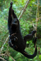 Guatemalan / Yucatan black howler monkey (Alouatta pigra) mother with her own baby and also carrying a baby from second female, Community Baboon Center, Belize.  Endangerd species