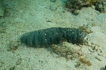 Donkey Dung sea cucumber (Holothuria mexicana)Coral Reef Island, Belize Barrier Reef, Belize
