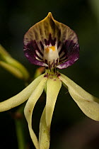 Black Orchid (Prosthechea cochleata) flower, the Natinal flower of Belize