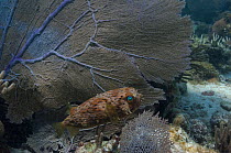 Balloonfish (Diodon holocanthus) beside fan coral, Coral Reef Island, Belize Barrier Reef, Belize
