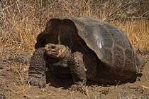 Intermediate form of Galapagos Giant Tortoise (Chelonoidis nigra) Wolf Volcano, Isabela Island, Galapagos