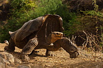 Saddleback form of Galapagos Giant Tortoise (Chelonoidis nigra) walking, Wolf Volcano, Isabela Island, Galapagos