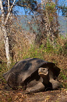 Intermediate form of Galapagos Giant Tortoise (Chelonoidis nigra) Wolf Volcano, Isabela Island, Galapagos