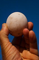 Egg of Galapagos Giant Tortoise (Chelonoidis nigra) Wolf Volcano, Isabela Island, Galapagos