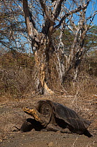 Saddleback form of Galapagos Giant Tortoise (Chelonoidis nigra) Wolf Volcano, Isabela Island, Galapagos
