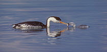 Clark's Grebe (Aechmophorus clarkii) adult on water offering fish to young chick. Bear River National Wildlife Refuge, Utah, USA, June.
