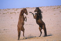 Wild Horses (Equus caballus) rearing up and fighting in dominance behaviour. Horses from different groups fight when they inevitably meet at waterholes. Namib-Naukluft National Park, Namibia, Septembe...